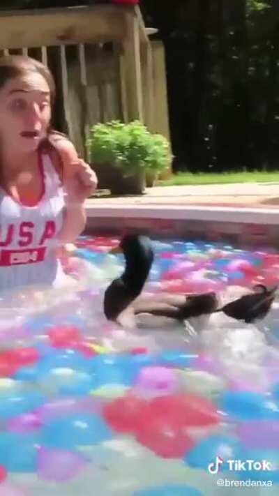 Duck attacks girl