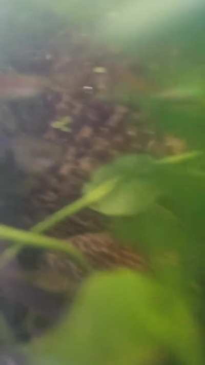 Found this little guy taking a soak