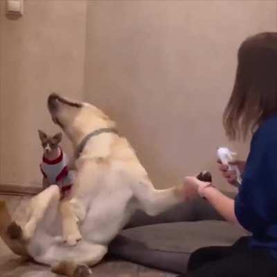 and the Oscar goes to...