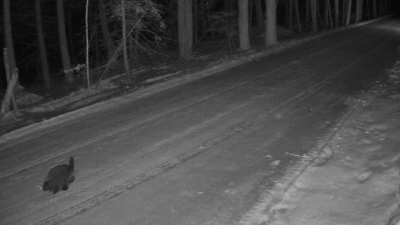 Porcupine working the night shift - the cold seems to make them walk better!