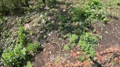 Russian soldier blowing himself up with grenade in front of ukrainian soldier POV [June, Bakhmut area]