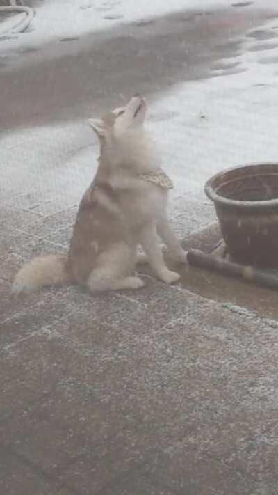 My yearling dog might actually be a small child in a fursuit