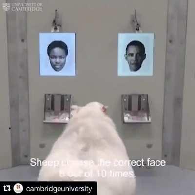 Sheep can learn to recognize human faces from photographs