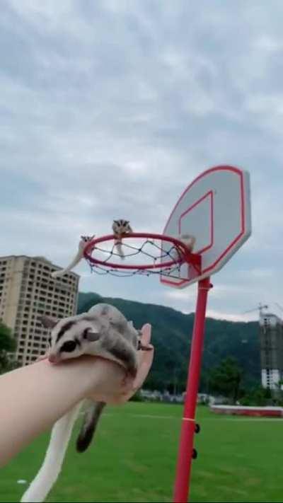 Did she catch them all?