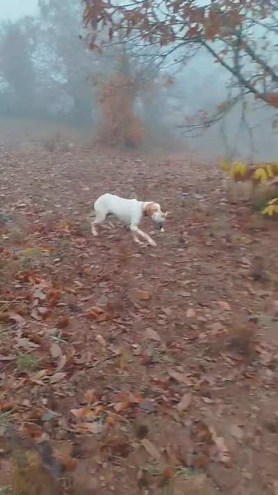 Pointer de seu nome Dama ..Nuno cobro de um perdiz vermelha ... Selvagem .. Portugal