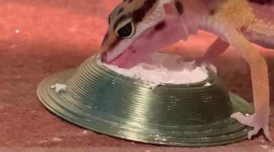 do baby leo’s know when to stop with the calcium? i read that they know when they need to eat some, but my little girl really seems to go ham on it. not sure if maybe she wants to eat the bowl or if she really just needs this much, but here’s a short clip