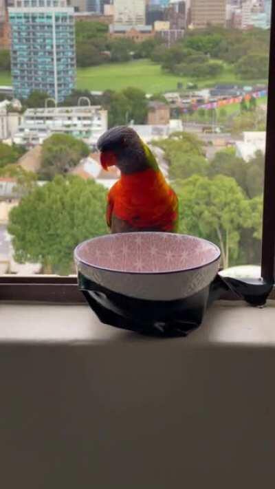 I introduced a fuzzy friend to my local lorikeets