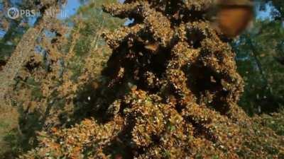 Рой бабочек Монархов. Вид изнутри