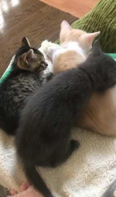 Scootch aside, please. My turn for snuggles