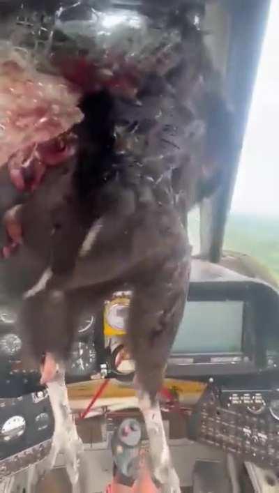 Pilot safely lands his plane after a huge bird struck his windshield in the Los Ríos Province, Ecuador. Ariel Valiente was not injured during the incident.