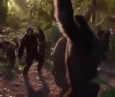 Stan monke!!!!! Stream ooh aah ahh eeeh bannana!