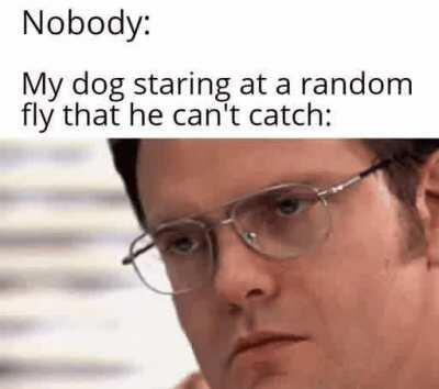 Cats vs Dogs? Meh... This is true rivalry