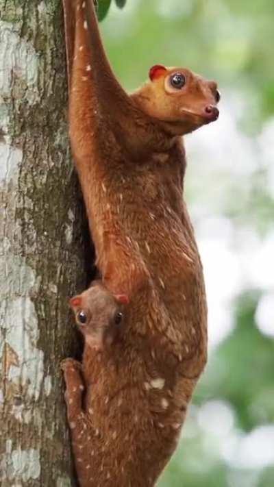 🔥 Malayan flying lemur with her baby