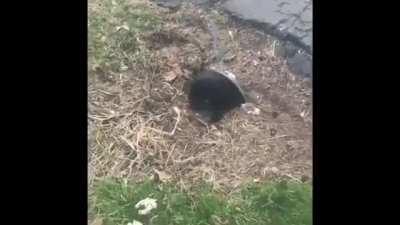 Rare sighting of a tunnel chonk emerging