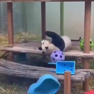 How pandas clean house