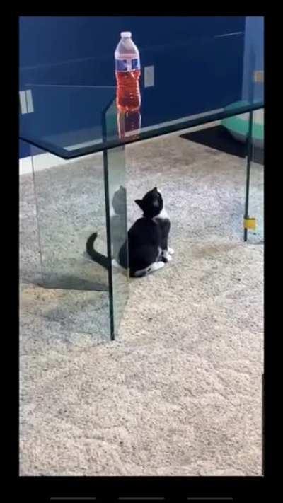 Glass tables are the bane of felines.