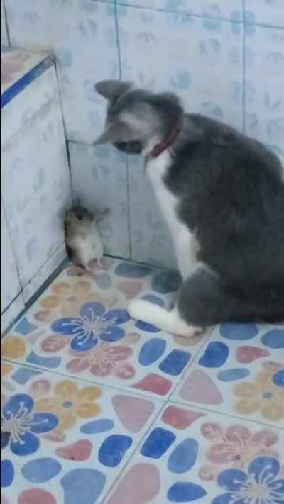 “晶哥饶了鼠鼠们吧~”