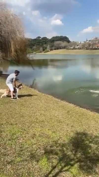 Capy hit and run 🥀