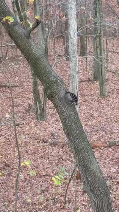 Round raccoon squeezing into their tree home!