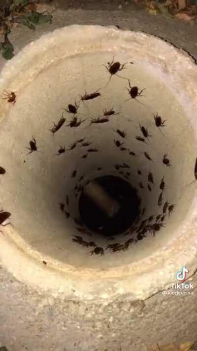 The turkroaches are invading😱😱