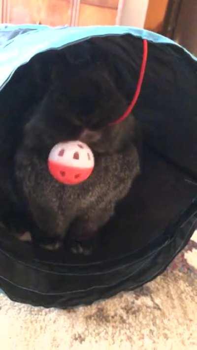 This little boy survived GI stasis!