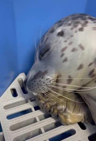 The seal of suprise!