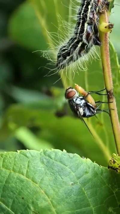 Unzips fly to tap the worm