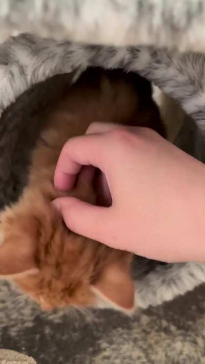 Fluffy baby falls to its death