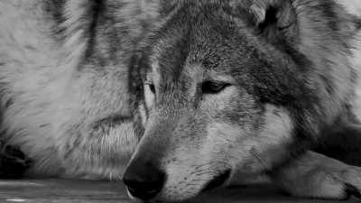 Such a beautiful creature