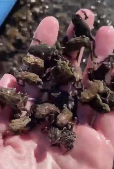 Too many frogs. Waaaay too many.