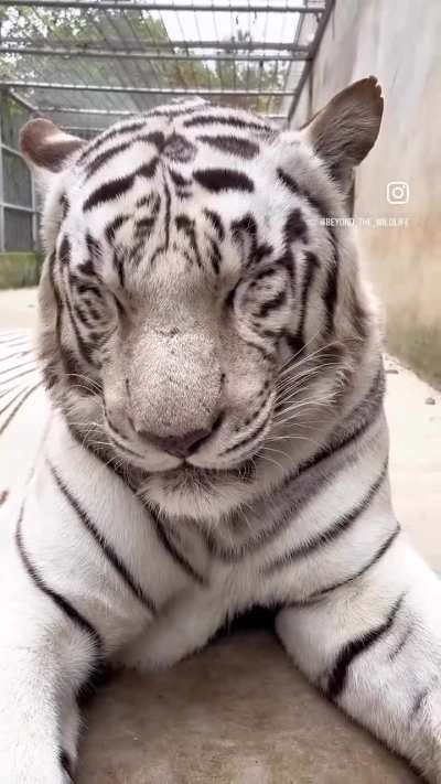 sleepy big tiger cat