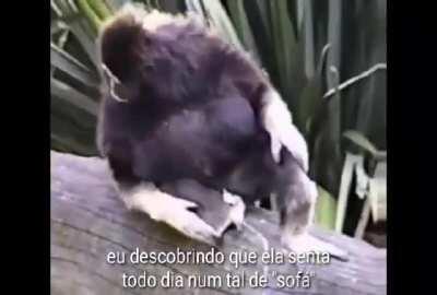 F MUQUINHA PERDEU ATE PRO SOFA