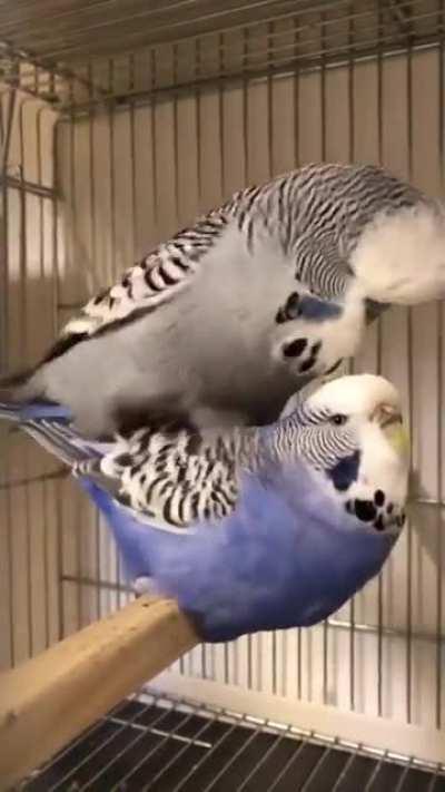 Gocan benim gibi zikebiliyor mu seni haaaa