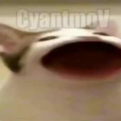 É o mininu de papai é