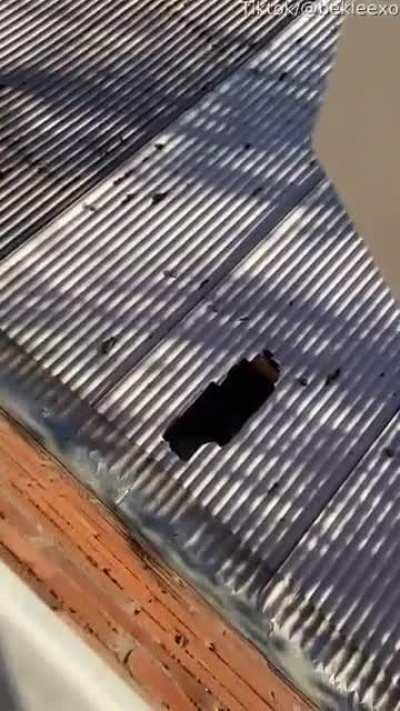 My feline people need me.