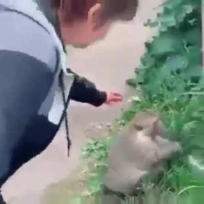 orslok goes mad with a fan