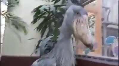 Sometimes gunfire and screaming just means that there's a Shoebill happy to see you.