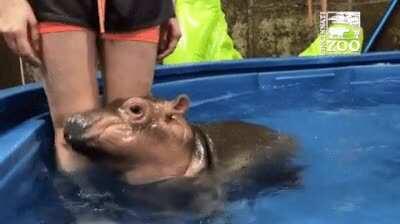 WorLD's MoST danGeROus aNImAL DesTROys sWImmEr wIth oNE HiT