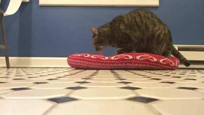 Timelapse of Biscuit making her bed