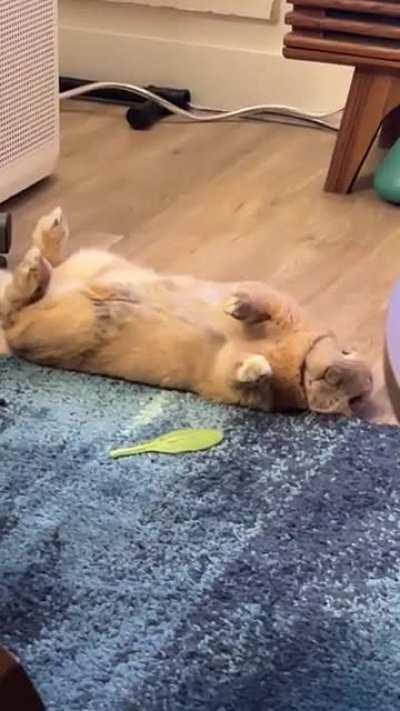 derpy floppy bunny