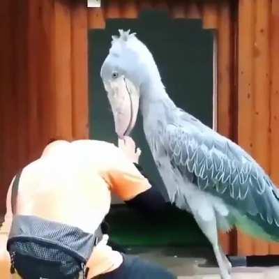 Любвеобильный китоглав