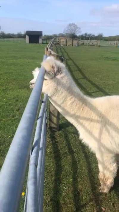 Albert *really* wants to be a horse