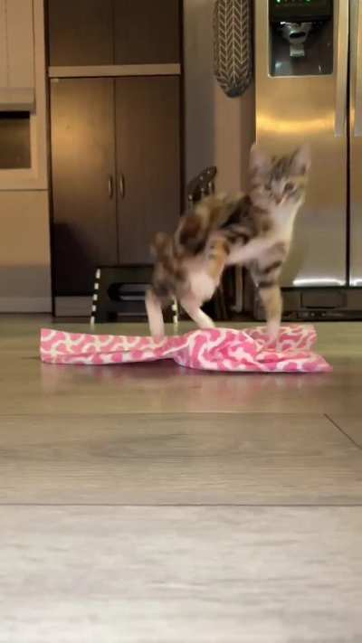 This cat is goofiest one I've ever met