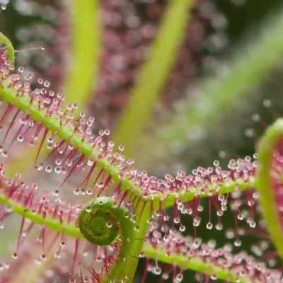 🔥 This is a Drosera binata, commonly known as the forked sundew