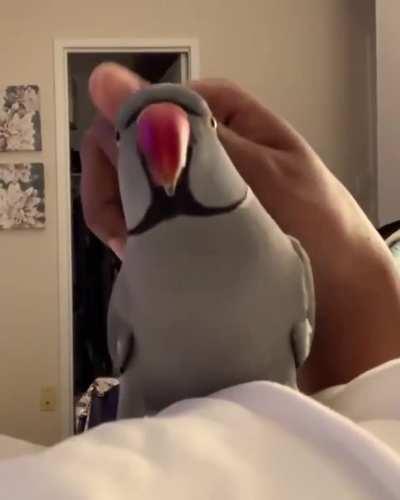 Here is Milo, being silly as usual😂😍