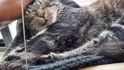 Sebastian’s tiny trill