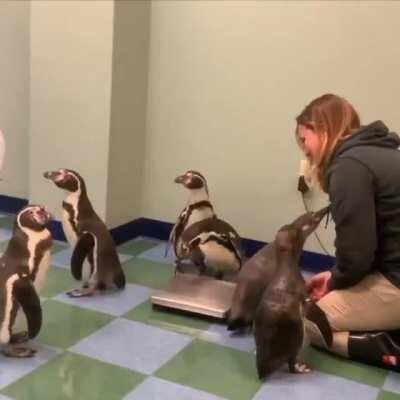 Never get bored of penguins getting weighed 🐧