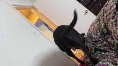 I never let the dog on the bed let alone upstairs, but today was different