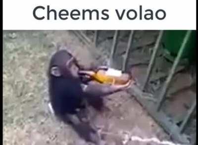 cheems