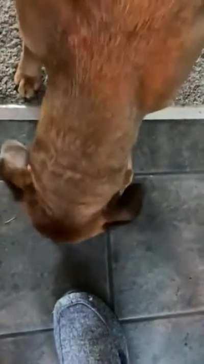 Try to eat but won't drop the ball first